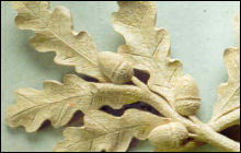 Hand Carved Acorn and Oak Leaves Centre by Jose Sarabia